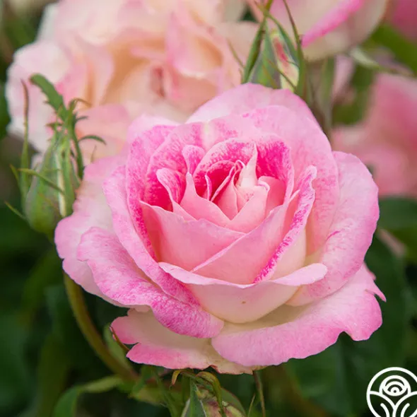 Heirloom Roses Painted Porcelain™ Clearance