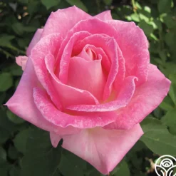 Heirloom Roses Painted Porcelain™ Clearance