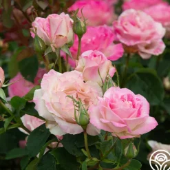 Heirloom Roses Painted Porcelain™ Clearance