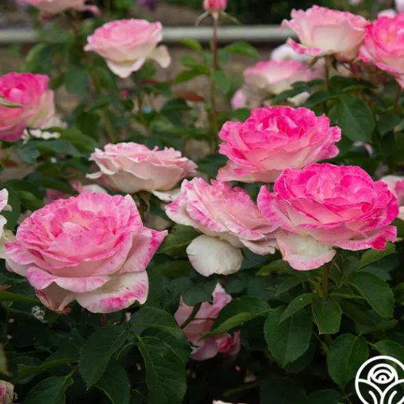 Heirloom Roses Painted Porcelain™ Clearance