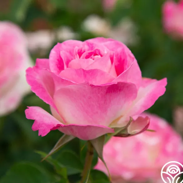 Heirloom Roses Painted Porcelain™ Clearance