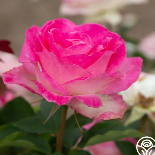 Heirloom Roses Painted Porcelain™ Clearance