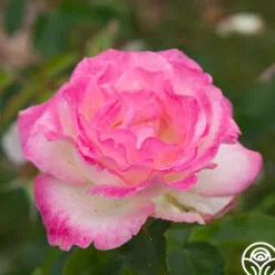 Heirloom Roses Painted Porcelain™ Clearance
