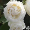 Heirloom Roses Paloma Blanca Outlet