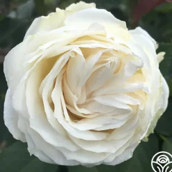 Heirloom Roses Paloma Blanca Outlet