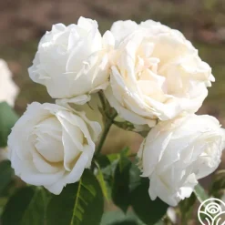 Heirloom Roses Paloma Blanca Outlet