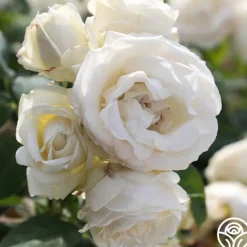 Heirloom Roses Paloma Blanca Outlet