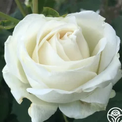 Heirloom Roses Paloma Blanca Outlet