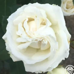 Heirloom Roses Paloma Blanca Outlet