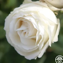 Heirloom Roses Paloma Blanca Outlet