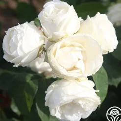 Heirloom Roses Paloma Blanca Outlet