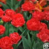Heirloom Roses Pamplona Online