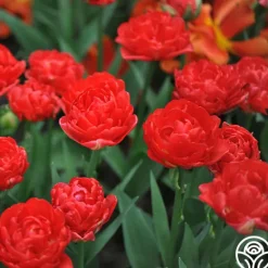 Heirloom Roses Pamplona Online