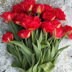 Heirloom Roses Pamplona Online