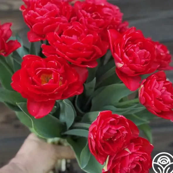 Heirloom Roses Pamplona Online