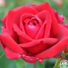 Heirloom Roses Papa Meilland®™ Online