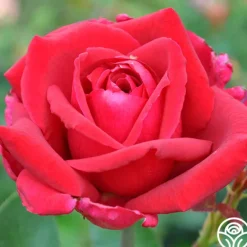 Heirloom Roses Papa Meilland®™ Online