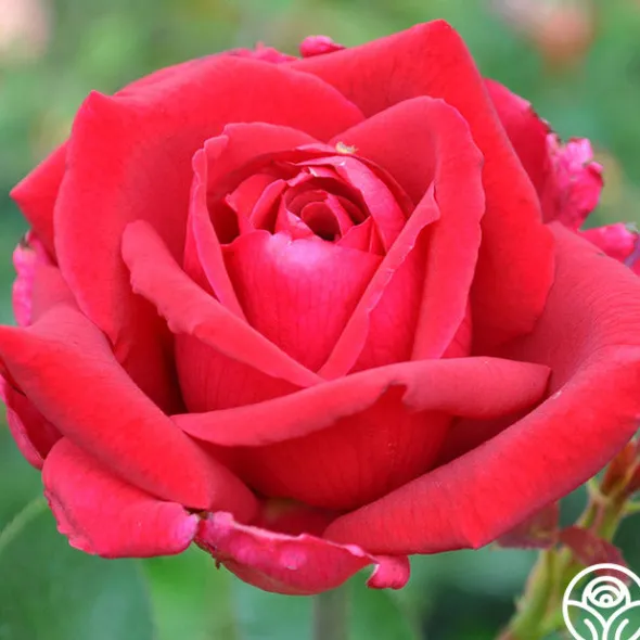 Heirloom Roses Papa Meilland®™ Online