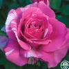 Heirloom Roses Parade Day™ Discount