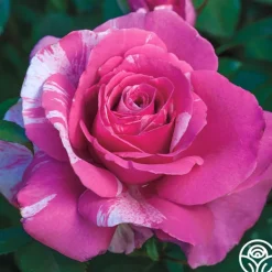 Heirloom Roses Parade Day™ Discount