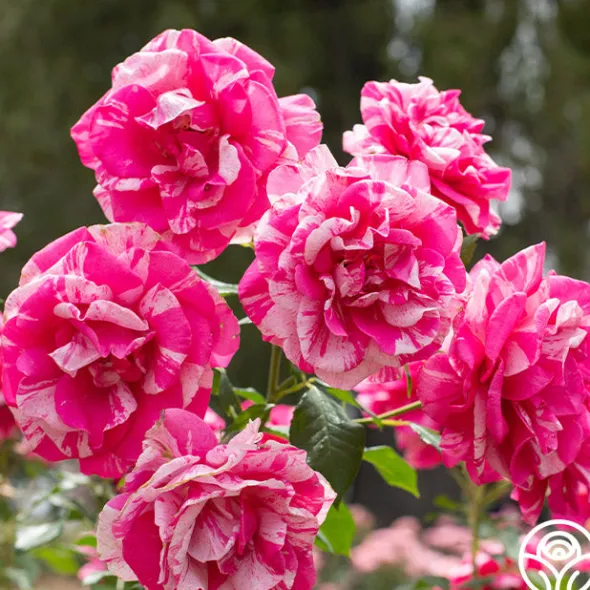 Heirloom Roses Parade Day™ Discount