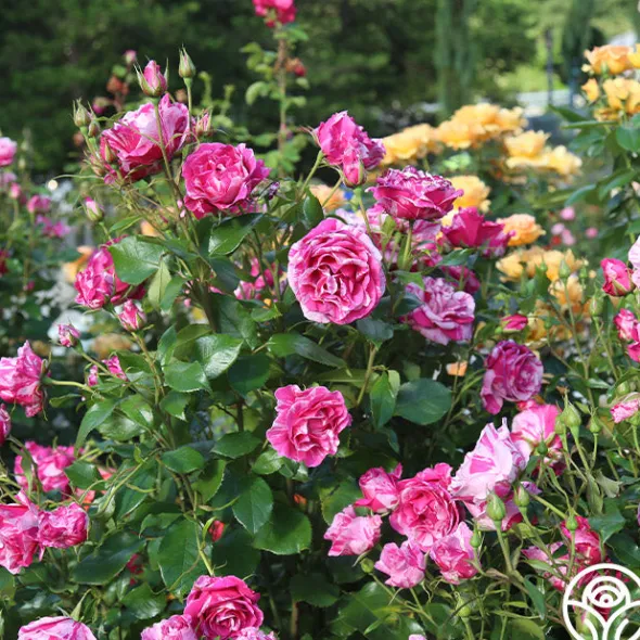 Heirloom Roses Parade Day™ Discount
