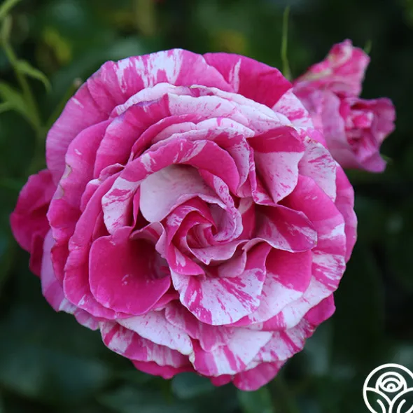 Heirloom Roses Parade Day™ Discount