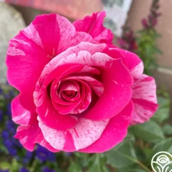 Heirloom Roses Parade Day™ Discount