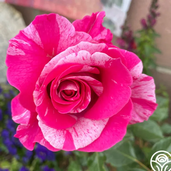 Heirloom Roses Parade Day™ Discount