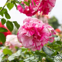 Heirloom Roses Parade Day™ Discount