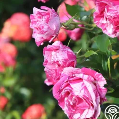 Heirloom Roses Parade Day™ Discount