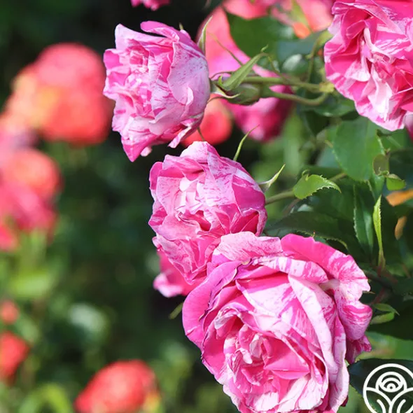 Heirloom Roses Parade Day™ Discount