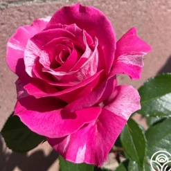 Heirloom Roses Parade Day™ Discount