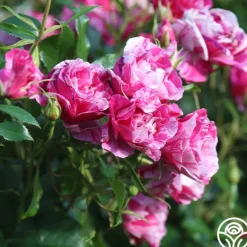 Heirloom Roses Parade Day™ Discount