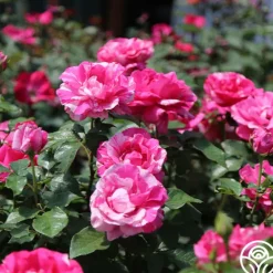 Heirloom Roses Parade Day™ Discount