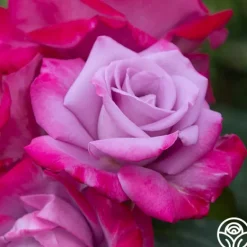 Heirloom Roses Paradise™ Outlet