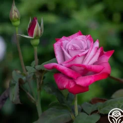 Heirloom Roses Paradise™ Outlet