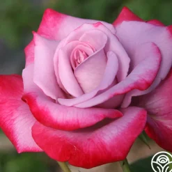 Heirloom Roses Paradise™ Outlet