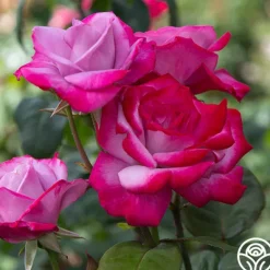 Heirloom Roses Paradise™ Outlet