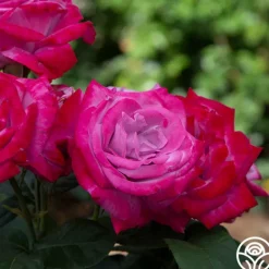 Heirloom Roses Paradise™ Outlet