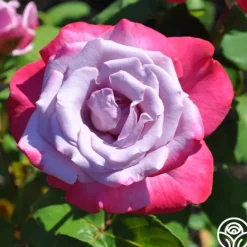 Heirloom Roses Paradise™ Outlet