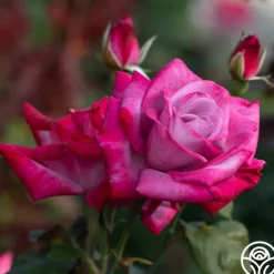 Heirloom Roses Paradise™ Outlet
