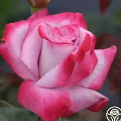 Heirloom Roses Paradise™ Outlet