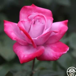 Heirloom Roses Paradise™ Outlet