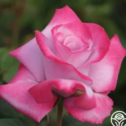 Heirloom Roses Paradise™ Outlet