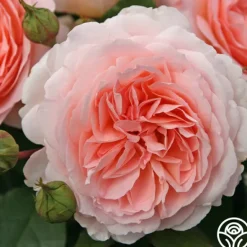 Heirloom Roses Parfuma® Bliss Clearance