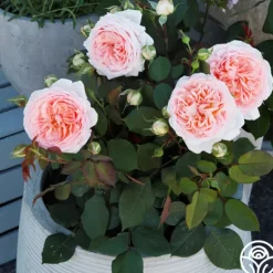 Heirloom Roses Parfuma® Bliss Clearance