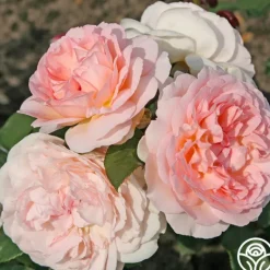 Heirloom Roses Parfuma® Bliss Clearance