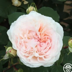 Heirloom Roses Parfuma® Bliss Clearance