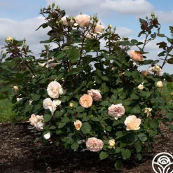 Heirloom Roses Parfuma® Bliss Clearance